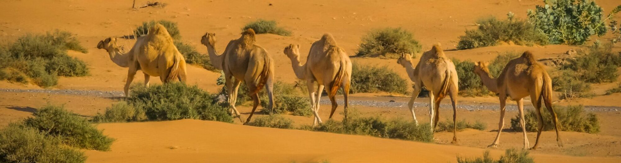 Southwest Morocco Tours