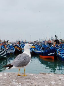 1 Day Tour Essaouira